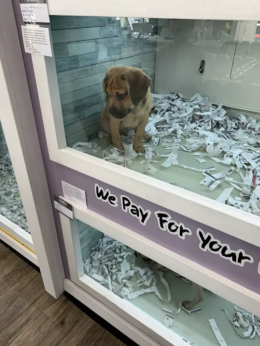 The Puppy Store Vineyard Picture 2