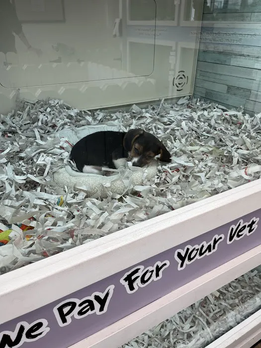 The Puppy Store Vineyard Picture 3