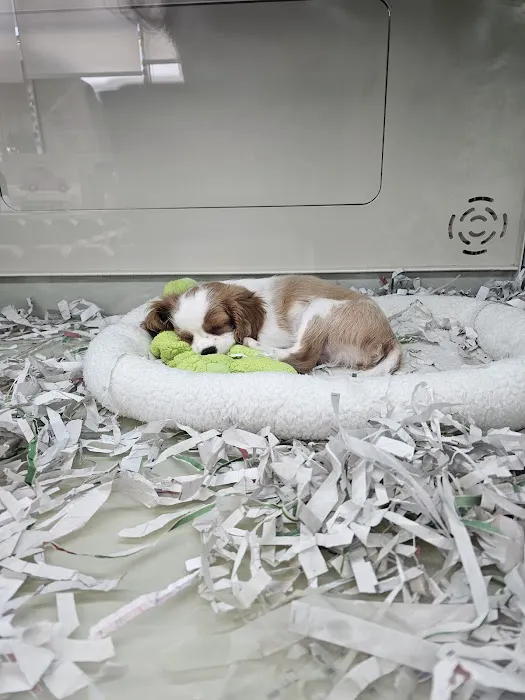 The Puppy Store Vineyard Picture 7