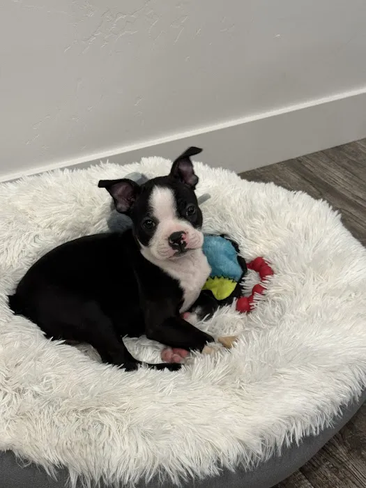 The Puppy Store Vineyard Picture 6