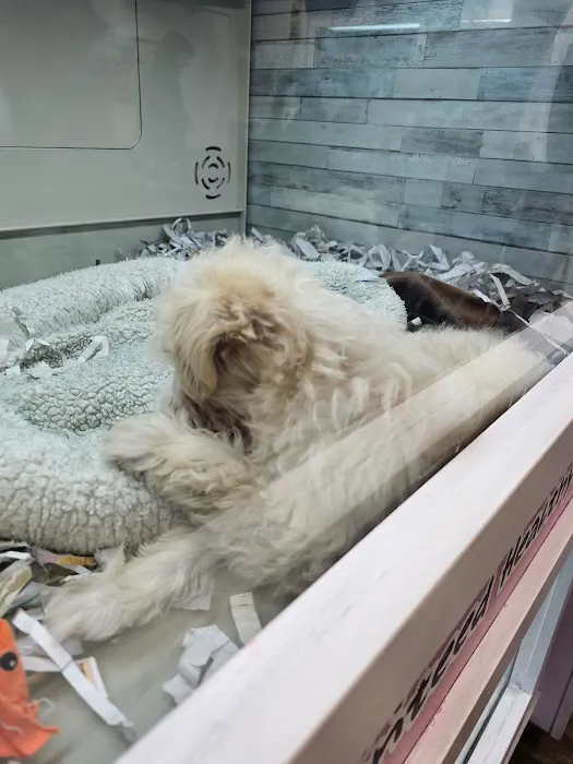 The Puppy Store Vineyard Picture 9
