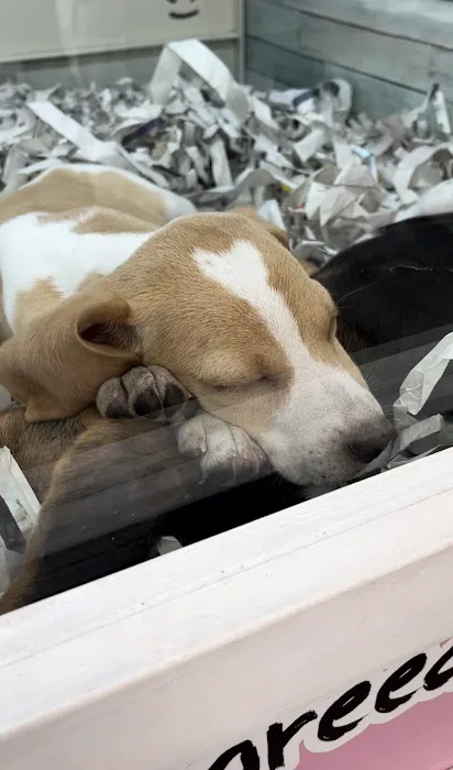 The Puppy Store Vineyard Picture 4