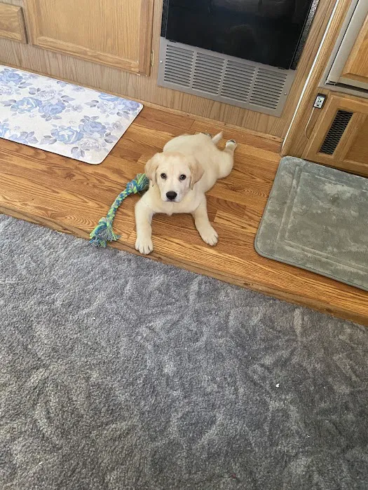 The Puppy Store Vineyard Picture 10