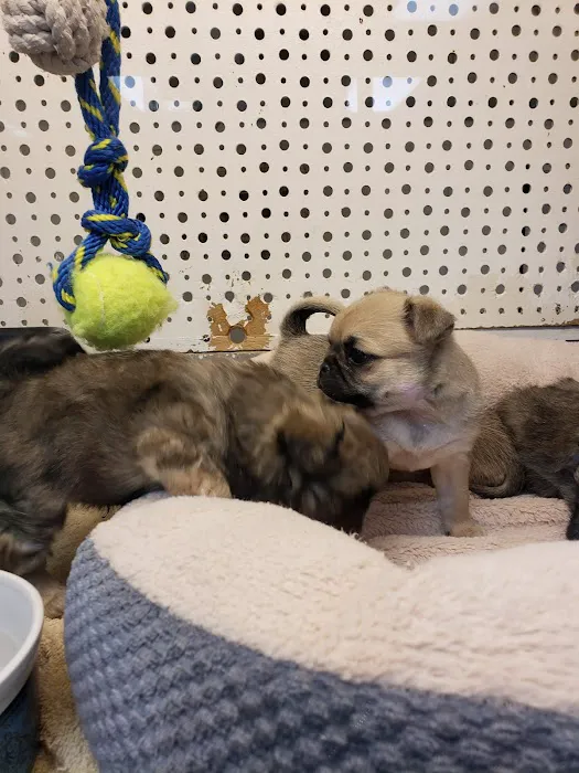 Animal Ark Orem Picture 5