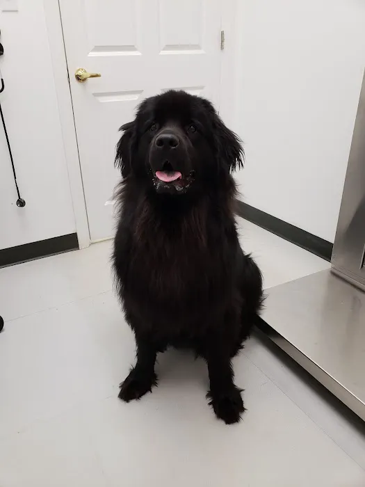 Voorhees Veterinary Center Picture 6