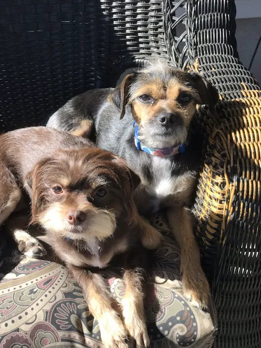 Voorhees Veterinary Center Picture 4