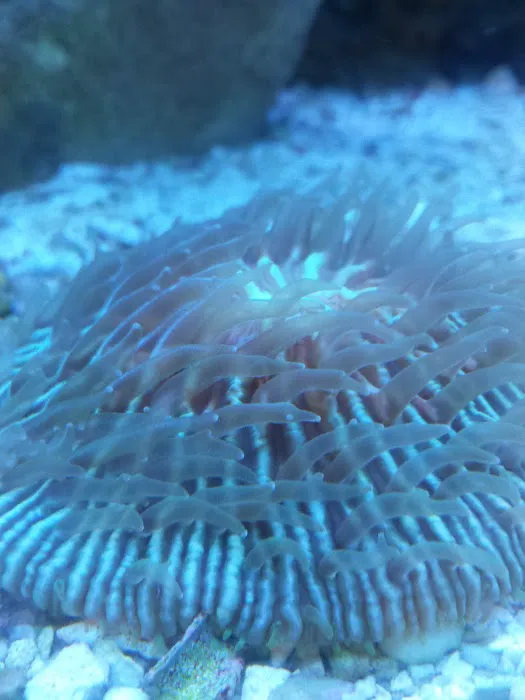 A Reef Oasis Picture 10
