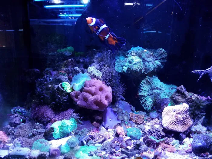 A Reef Oasis Picture 7