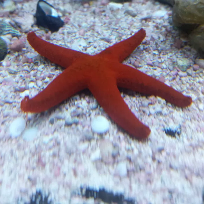 A Reef Oasis Picture 6