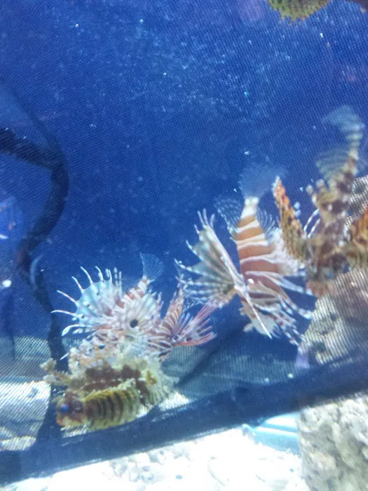A Reef Oasis Picture 5
