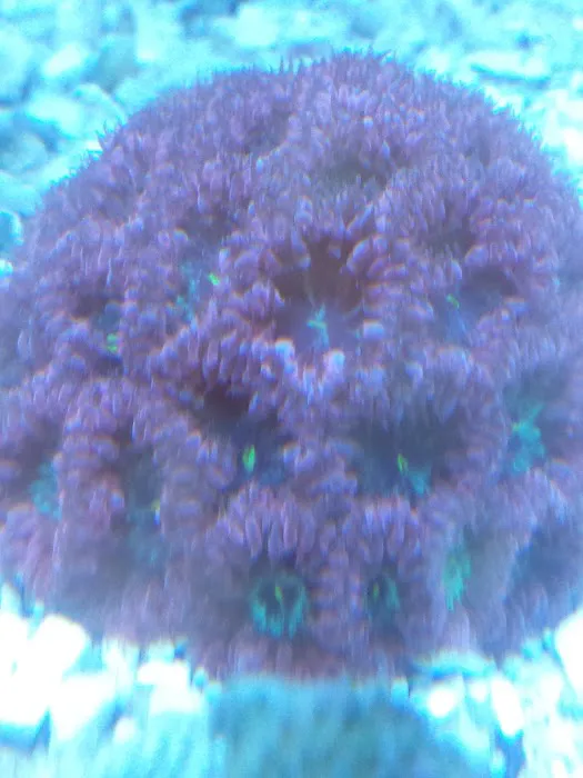A Reef Oasis Picture 8