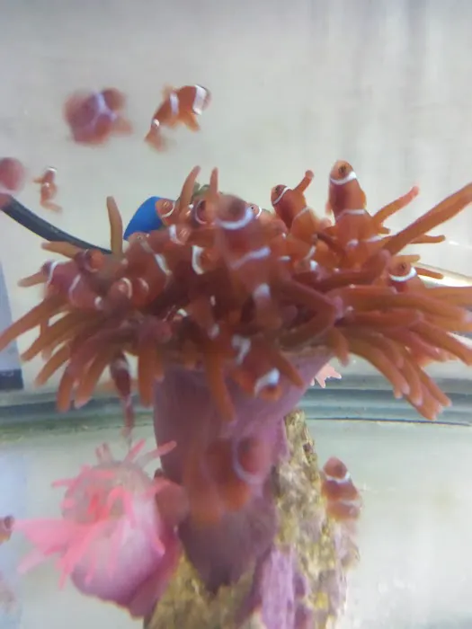 A Reef Oasis Picture 9
