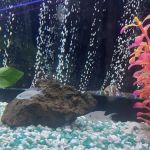 Allred Aquatics