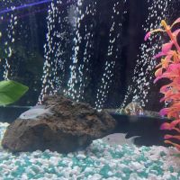 Allred Aquatics ico