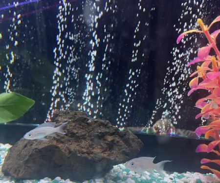 Allred Aquatics
