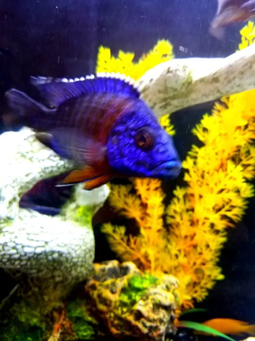 Allred Aquatics Picture 9