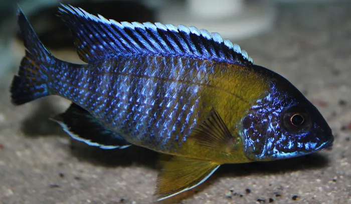 Allred Aquatics Picture 6