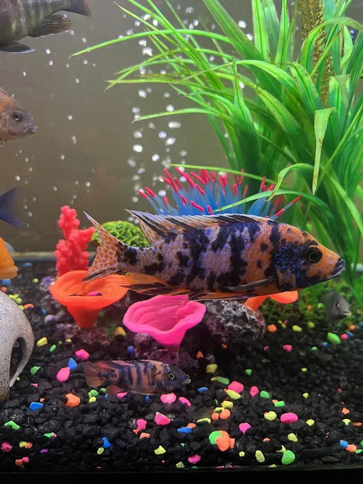 Allred Aquatics Picture 10