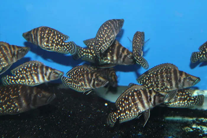 Allred Aquatics Picture 8
