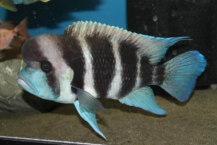 Allred Aquatics Picture 7