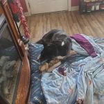 East Wind Animal Hospital