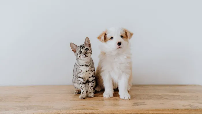 House Pets n' Stuff Picture 1
