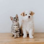 House Pets n' Stuff