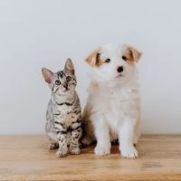 House Pets n' Stuff ico