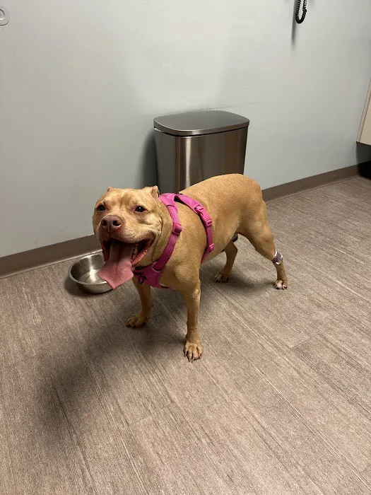Hamilton Animal Hospital Picture 3