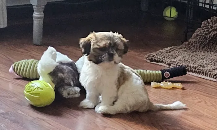 Hamilton Animal Hospital Picture 2