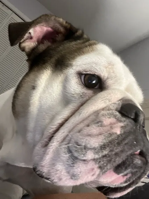 Hamilton Animal Hospital Picture 7