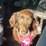 Hamilton Animal Hospital