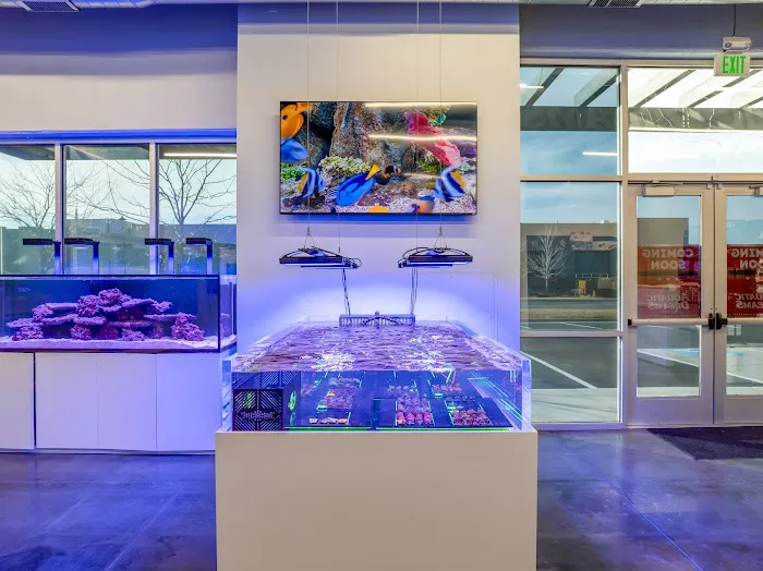 Aquatic Dreams NSL Picture 1
