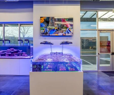 Aquatic Dreams NSL