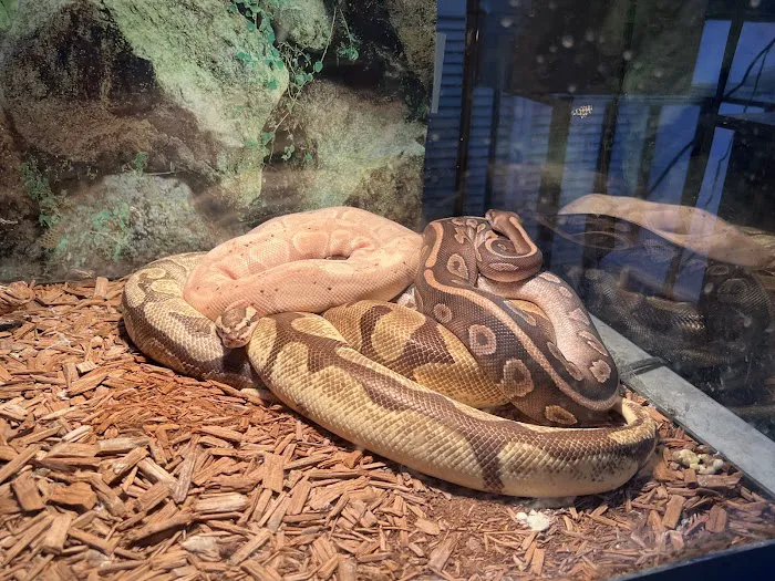 Jay's Jungle Picture 10