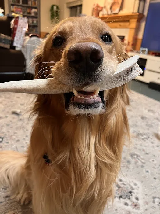 Penny's Antlers Picture 2