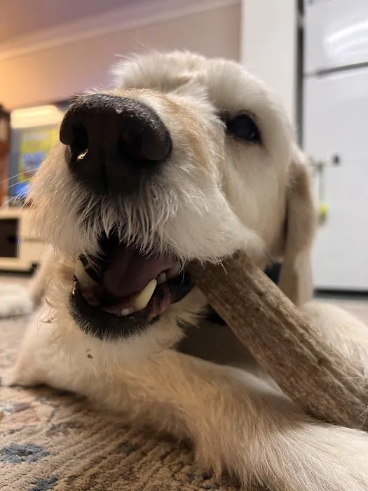 Penny's Antlers Picture 3