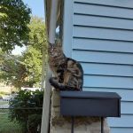 Huntingdon Valley Veterinary Hospital