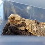 Hopewell Veterinary Hospital