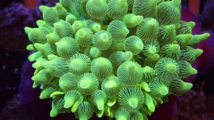 Rusty's Reefs Picture 5