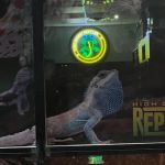 High Desert Reptiles 801