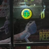 High Desert Reptiles 801 ico