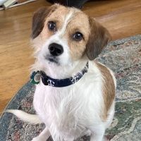 Rockledge Veterinary Clinic ico