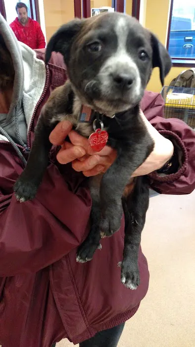 Horsham Veterinary Hospital Picture 4