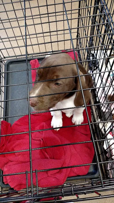Horsham Veterinary Hospital Picture 5
