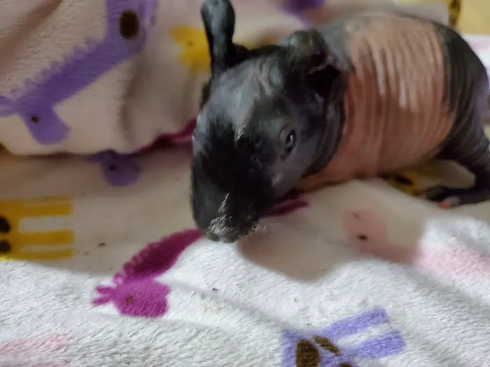 Skinny Pigs Picture 1