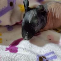Skinny Pigs ico