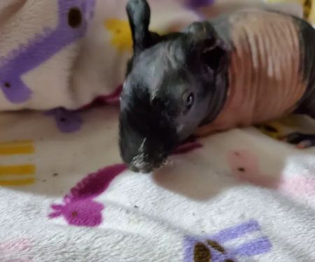 Skinny Pigs
