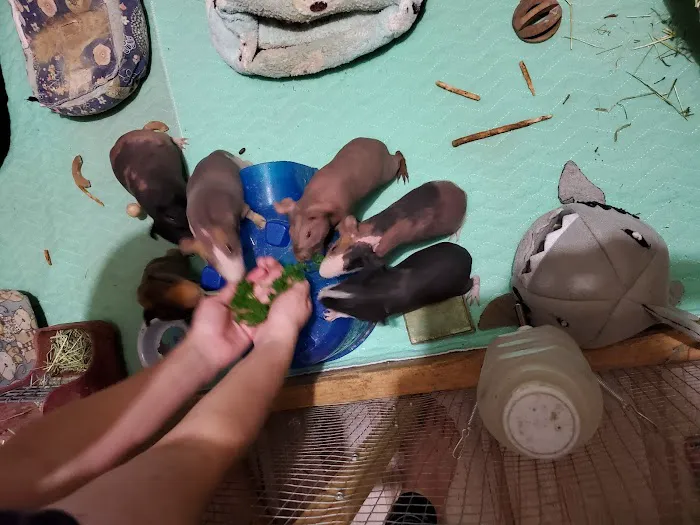 Skinny Pigs Picture 2