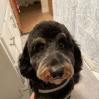 New Britain Veterinary Clinic ico